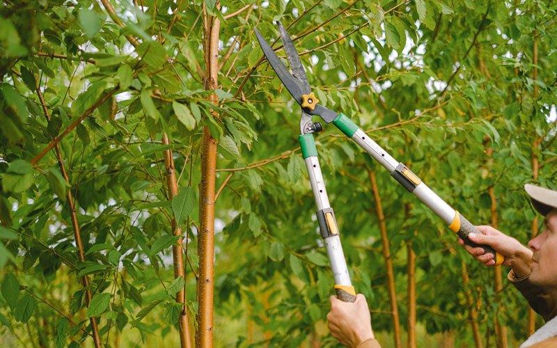 Tree trimming in Warrensburg, IL