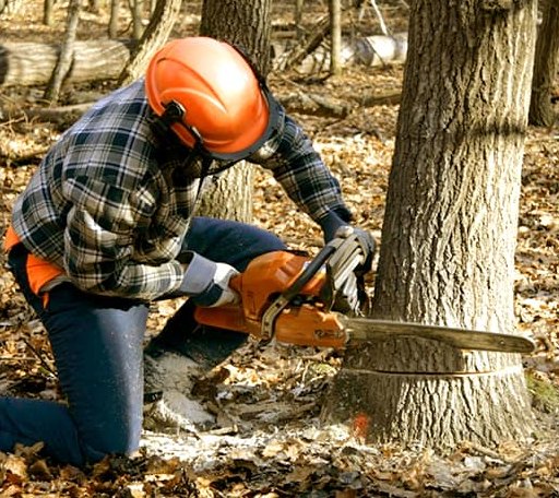 Tree Removal in Warrensburg, IL